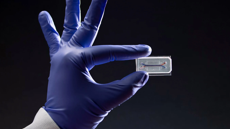 Chip thận mới mang lại bước đột phá cho phát triển thuốc và y học cá nhân hóa 1