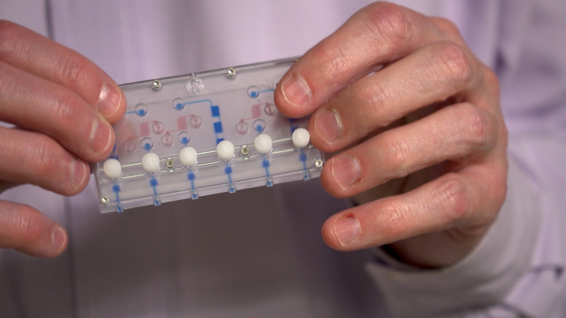 Chip thận mới mang lại bước đột phá cho phát triển thuốc và y học cá nhân hóa 2