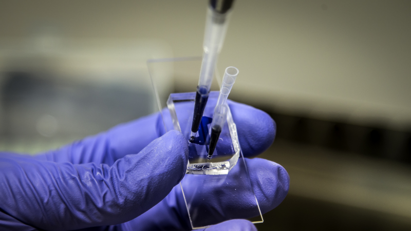 Chip thận mới mang lại bước đột phá cho phát triển thuốc và y học cá nhân hóa 3