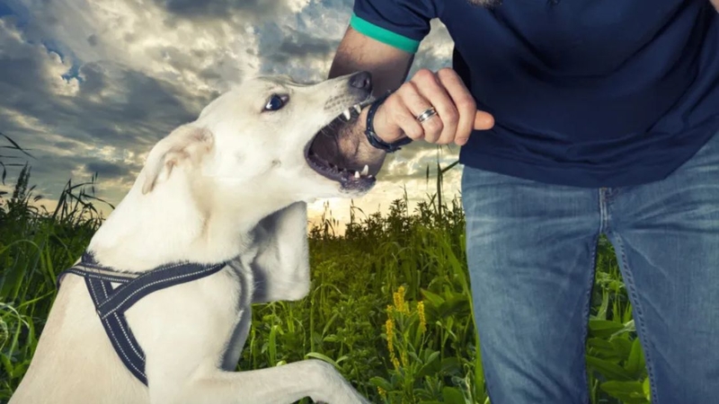 Không nên chủ quan ngay cả khi chó có vẻ khỏe mạnh sau khi cắn người