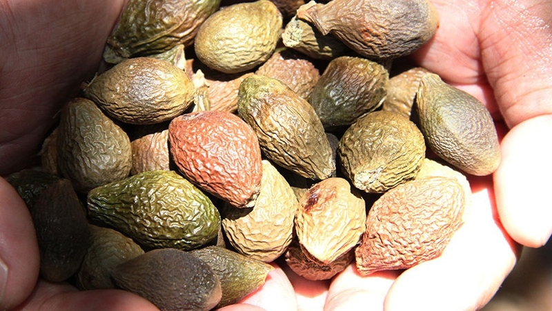 cho con bú ăn hạt ươi được không 1