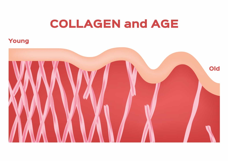 Collagen đóng vai trò quan trọng trong việc hình thành cấu trúc của xương, da, cơ bắp, gân
