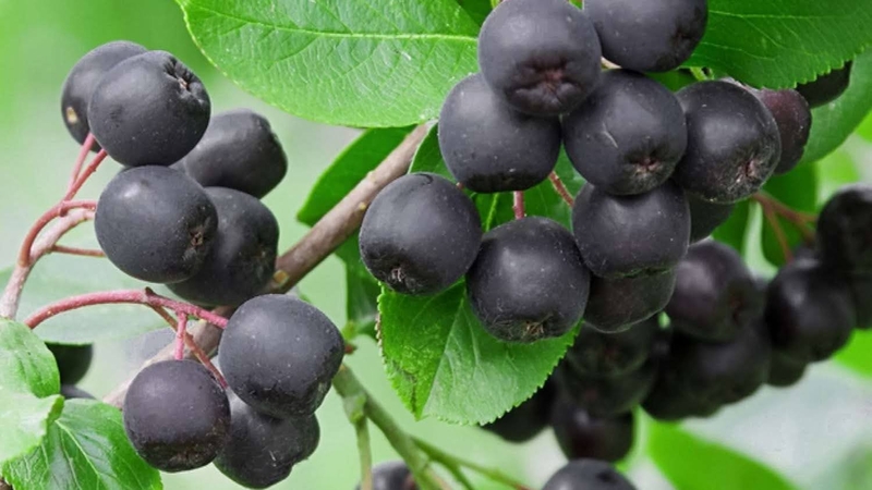 Chokeberry và những lợi ích sức khỏe đáng kinh ngạc 1