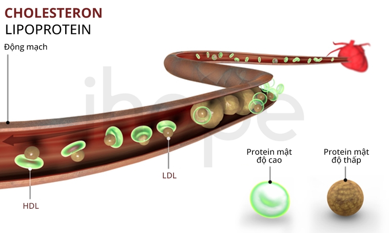 Hạ betalipoprotein máu gia đình: Nguy cơ tiềm ẩn và những điều cần biết 1