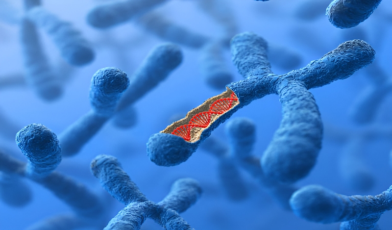 Chromosome là gì? Tầm quan trọng trong nghiên cứu di truyền học 1