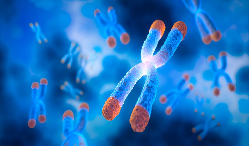 Chromosome là gì? Tầm quan trọng trong nghiên cứu di truyền học 2