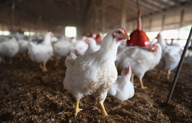 Chủ động phòng ngừa cúm gia cầm trước nguy cơ dịch bùng phát 1