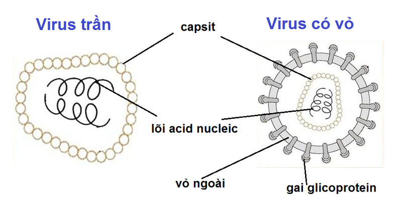 Chi tiết về chu trình nhân lên của virut 2