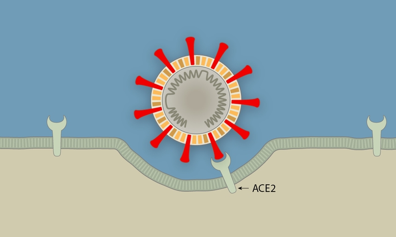 Chi tiết về chu trình nhân lên của virut 4