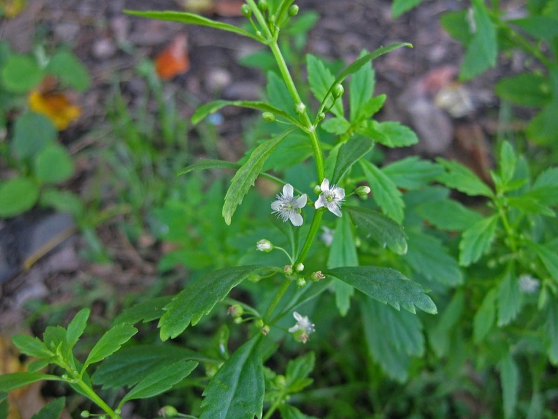 Cách chữa bệnh giời leo bằng Đông y hiệu quả không tác dụng phụ 3