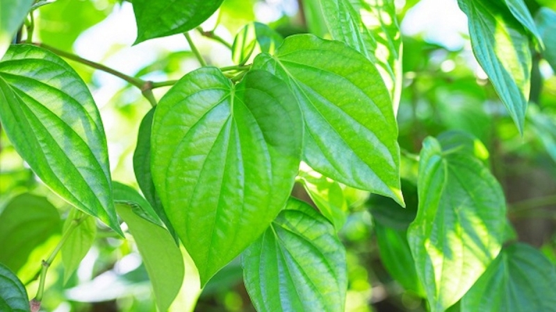 Chữa bệnh gout bằng lá trầu đơn giản mà cực kỳ khoa học - 1