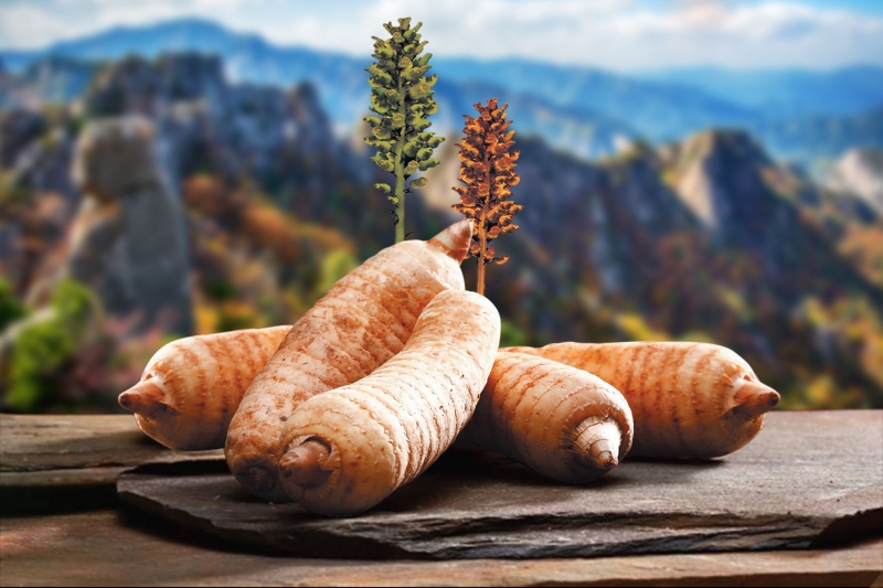 Chữa bệnh Parkinson bằng đông y có hiệu quả không? 2