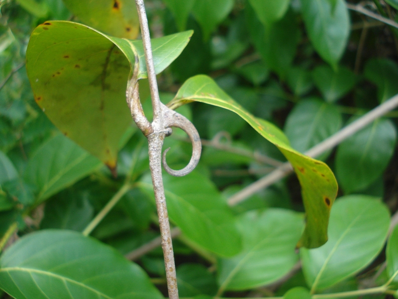 Chữa bệnh Parkinson bằng đông y có hiệu quả không? 3