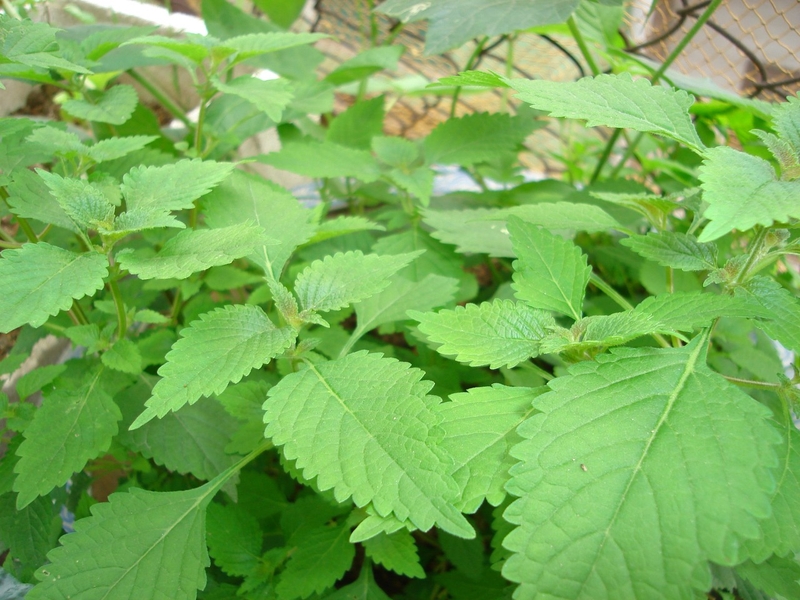 Chữa bệnh thủy đậu bằng đông y vô cùng an toàn và hiệu quả