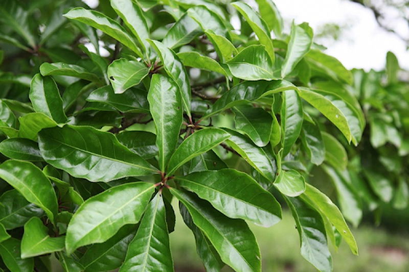 Phương pháp chữa bệnh trĩ bằng cây lộc vừng an toàn và hiệu quả 3