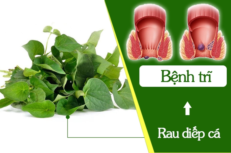 Dùng rau diếp cá trị&nbsp;bệnh trĩ như thế nào 1