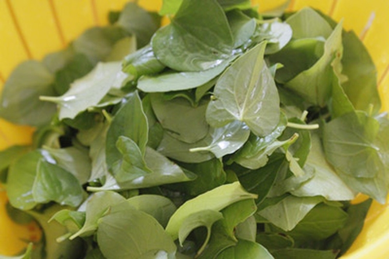 Dùng rau diếp cá trị&nbsp;bệnh trĩ như thế nào 2