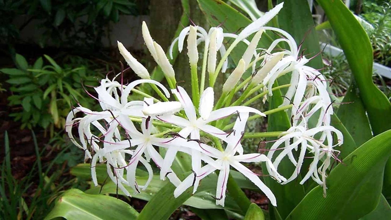 Lá náng có vị cay, tính mát và có công dụng thông huyết tán ứ, đồng thời nó còn giúp giảm sưng đau xương khớp, bong gân