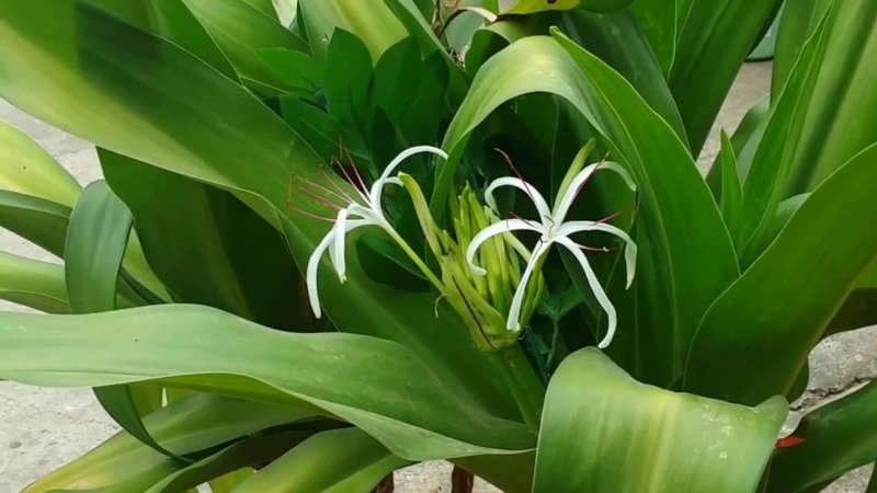 Lá náng được dùng để chữa bong gân, trật khớp do va chạm mạnh, sưng đau gây cảm giác ê buốt