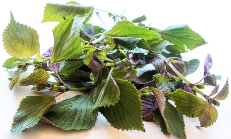 Cách chữa cảm cúm cho bà bầu bằng gừng&nbsp;kết hợp lá tía tô