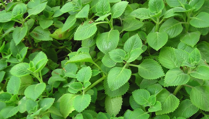 Những cách chữa cảm cúm hiệu quả ngay tại nhà