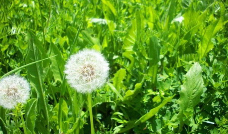 Điều trị chốc lở bằng bồ công anh