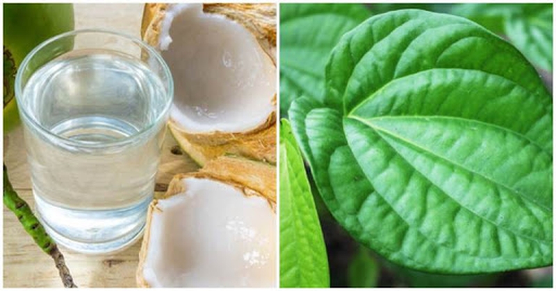 Lá trầu không và nước dừa chữa gout có tốt không?