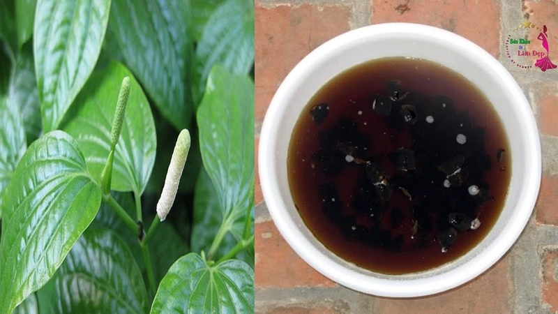 Chữa gút bằng lá lốt ngày tại nhà