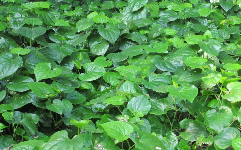 Chữa gút bằng lá lốt ngày tại nhà