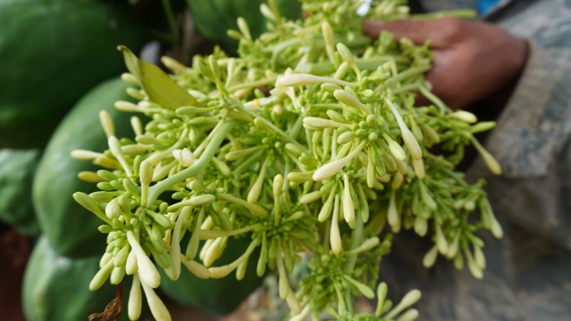 chữa khò khè cho trẻ sơ sinh bằng lá hẹ 3