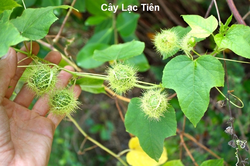 chữa mất ngủ bằng đông y 4