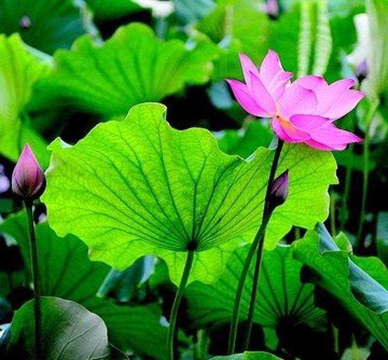 Chữa mụn nhọt bằng lá cây như thế nào? 2