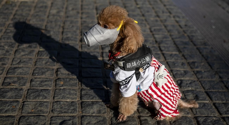 Chưa thể chứng minh chó mèo có khả năng lây Covid-19 cho người 1