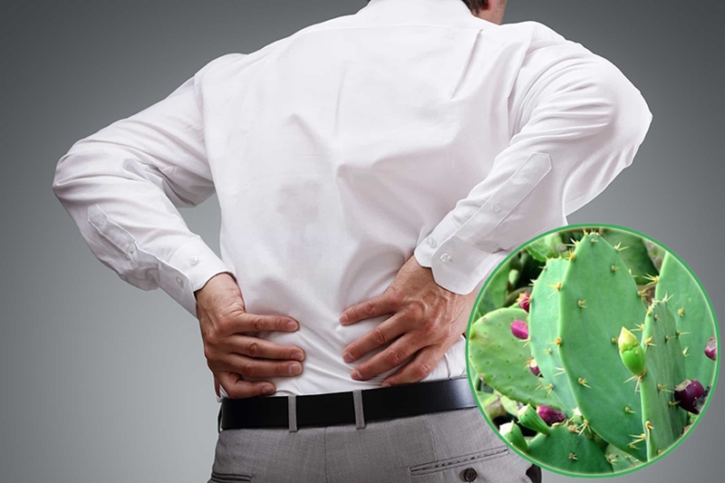 Chữa thoái hóa cột sống bằng cây xương rồng có hiệu quả không? 1