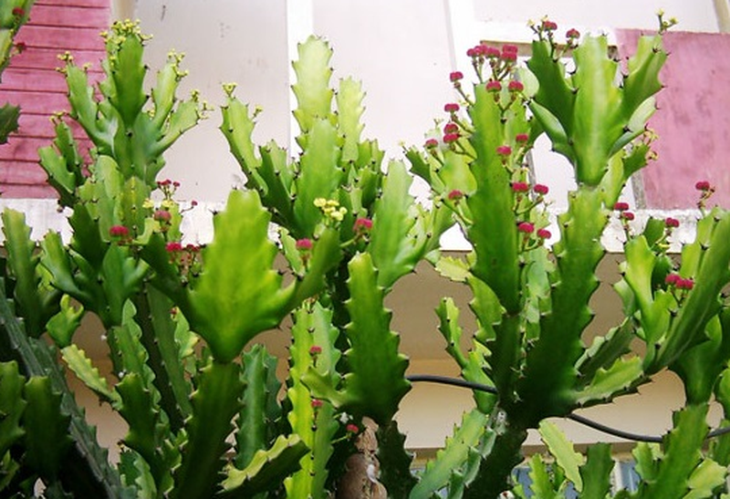 Chữa thoái hóa cột sống bằng cây xương rồng có hiệu quả không? 3