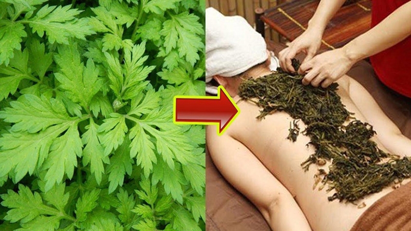 Chữa thoát vị đĩa đệm bằng ngải cứu có hiệu quả không?