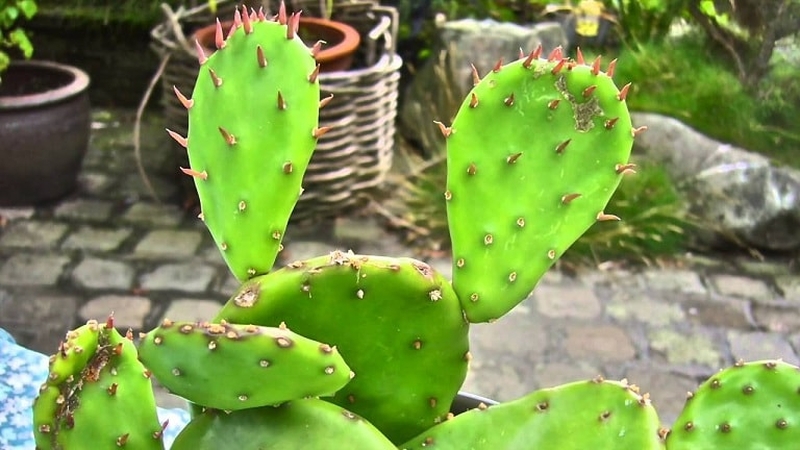 Chữa thoát vị đĩa đệm bằng thuốc nam - Hiệu quả bất ngờ! 2