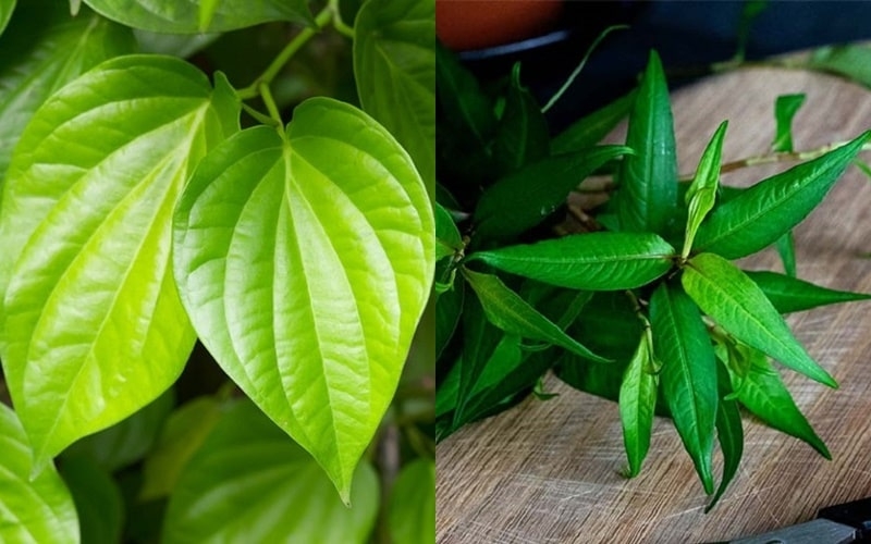 Chữa tổ đỉa bằng rau răm như thế nào? 3