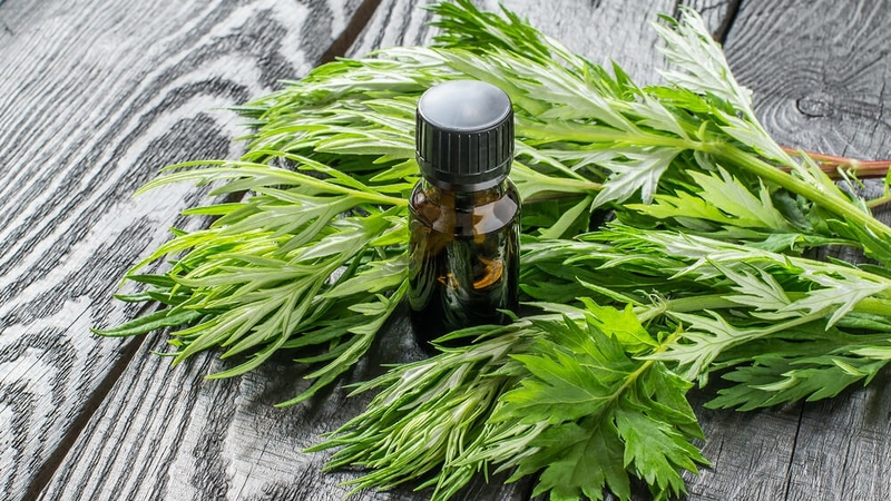 Chữa tràn dịch khớp gối bằng ngải cứu có hiệu quả không? 2