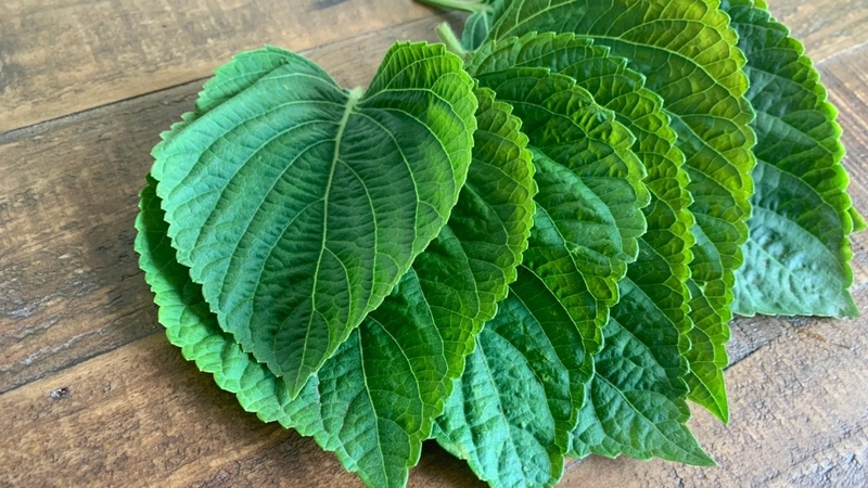 Chữa trào ngược dạ dày bằng lá tía tô có hiệu quả không? 2