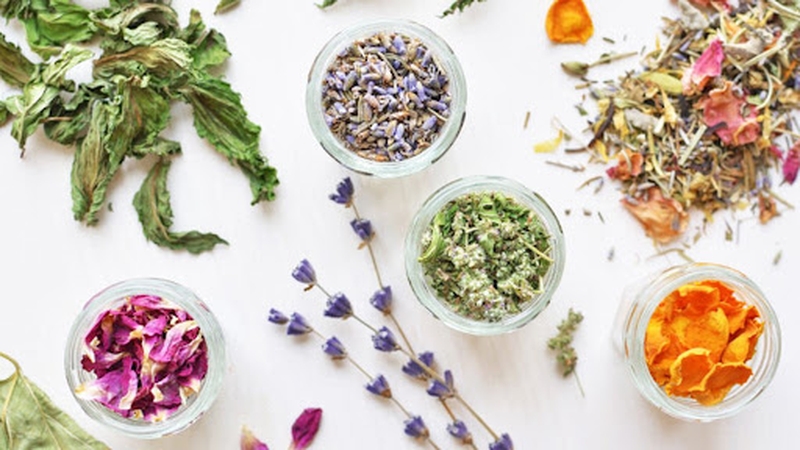 Chữa trị bằng thảo dược và điều trị ung thư 1