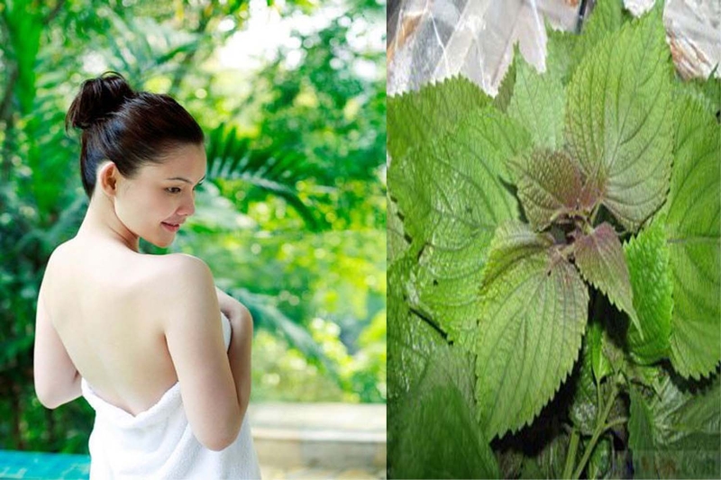 Lấy lá tía tô để tắm hỗ trợ điều trị viêm da cơ địa