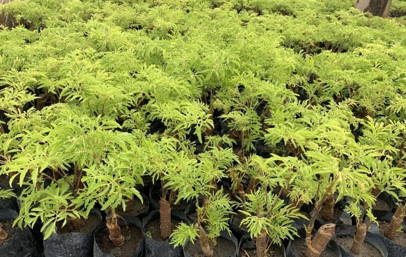 chữa viêm da tiết bã bằng dân gian 2