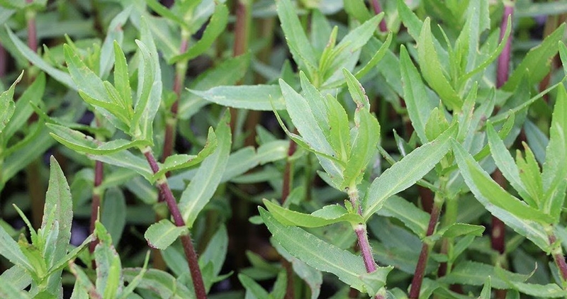 Chữa viêm gan C bằng thuốc nam có thực sự hiệu quả như lời đồn 3