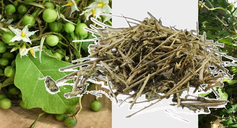 Chữa viêm gan C bằng thuốc nam có thực sự hiệu quả như lời đồn 4