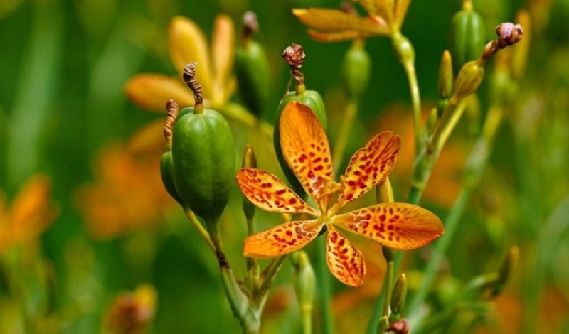 Chữa viêm họng hạt bằng gừng hiệu quả ngay tại nhà 3