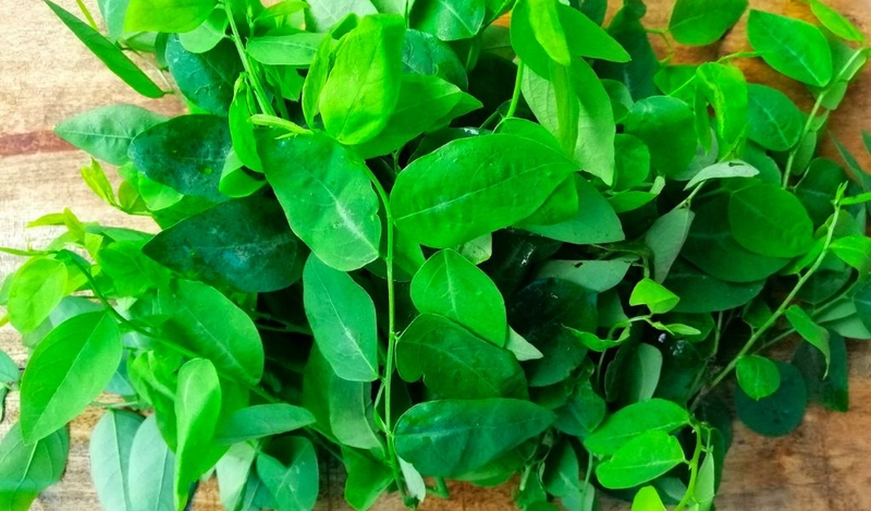 Chữa viêm lưỡi bản đồ bằng rau ngót có hiệu quả không? 2