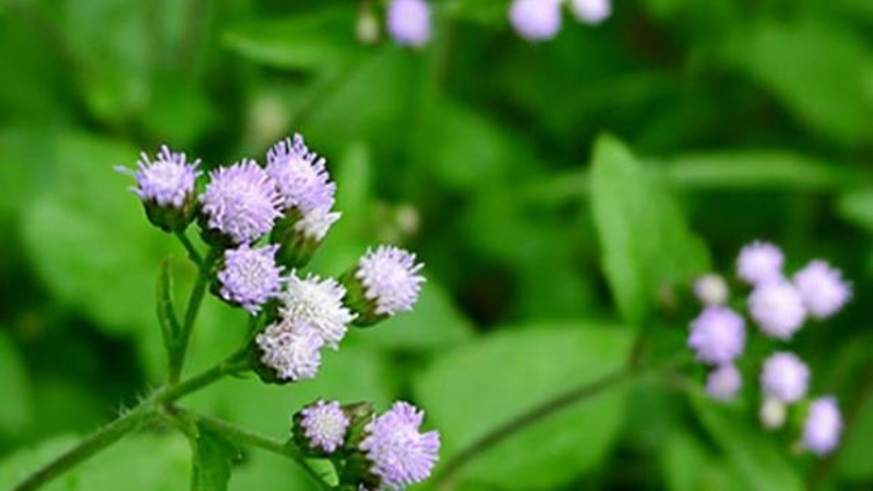 Chữa viêm xoang bằng cây cứt lợn-1