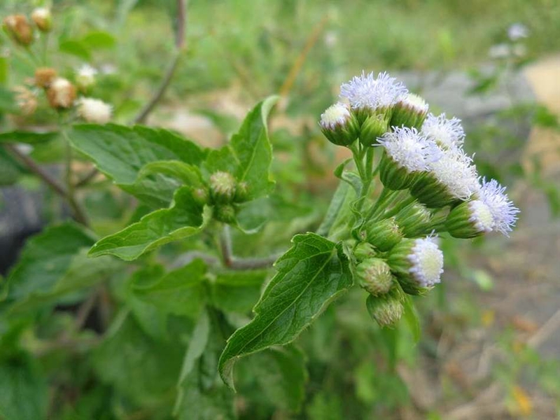 Chữa viêm xoang bằng cây cứt lợn-2