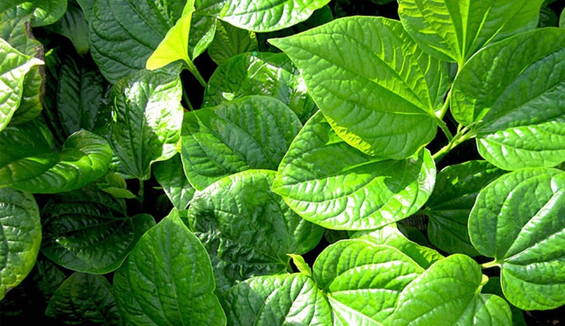 Mẹo chữa viêm xoang bằng lá lốt đơn giản mà cực kỳ hiệu quả 2